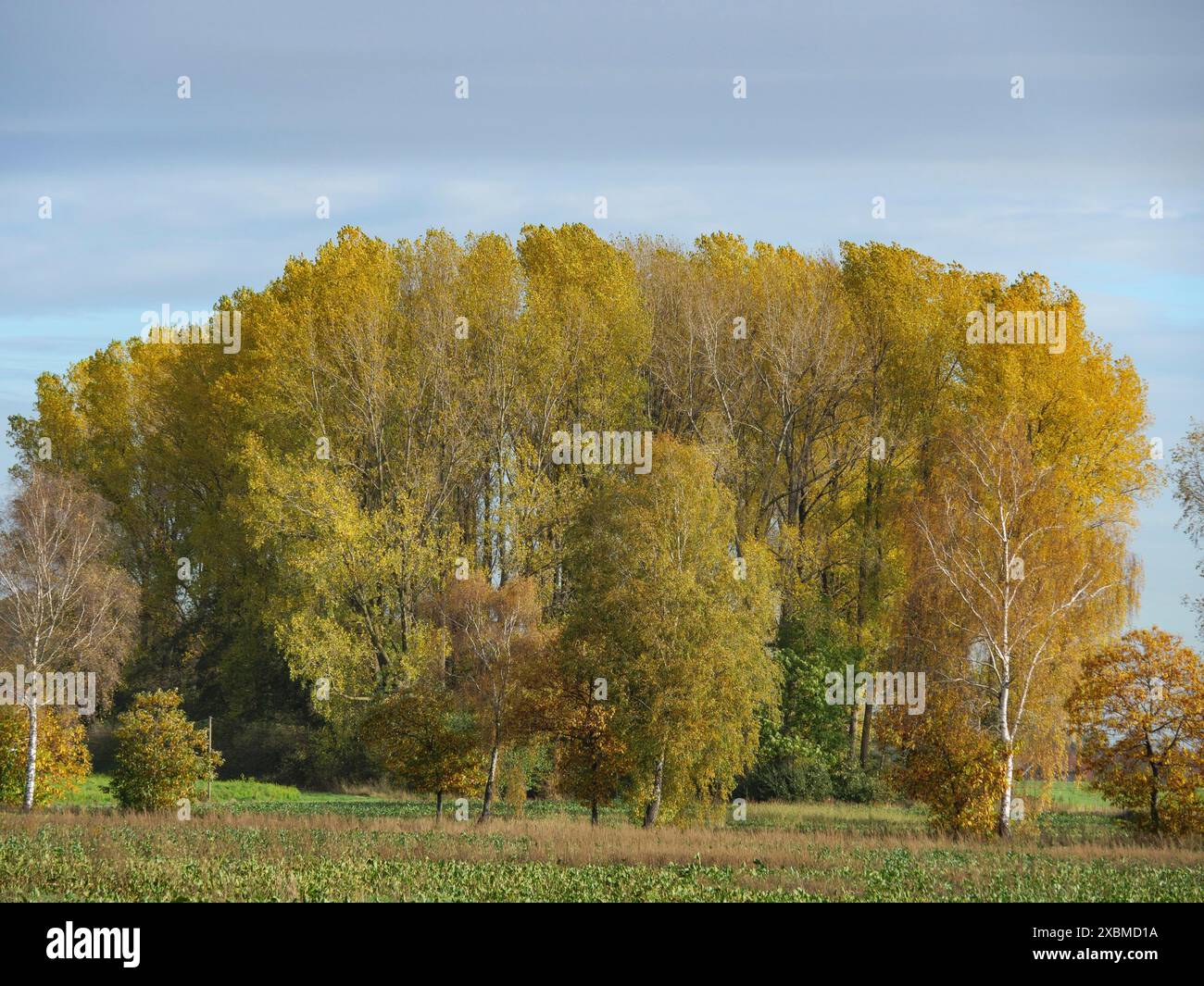 Große Baumgruppe mit goldenen Blättern im Herbst, natürliche und beruhigende Szene, Gmen, münsterland, westfalen, deutschland Stockfoto