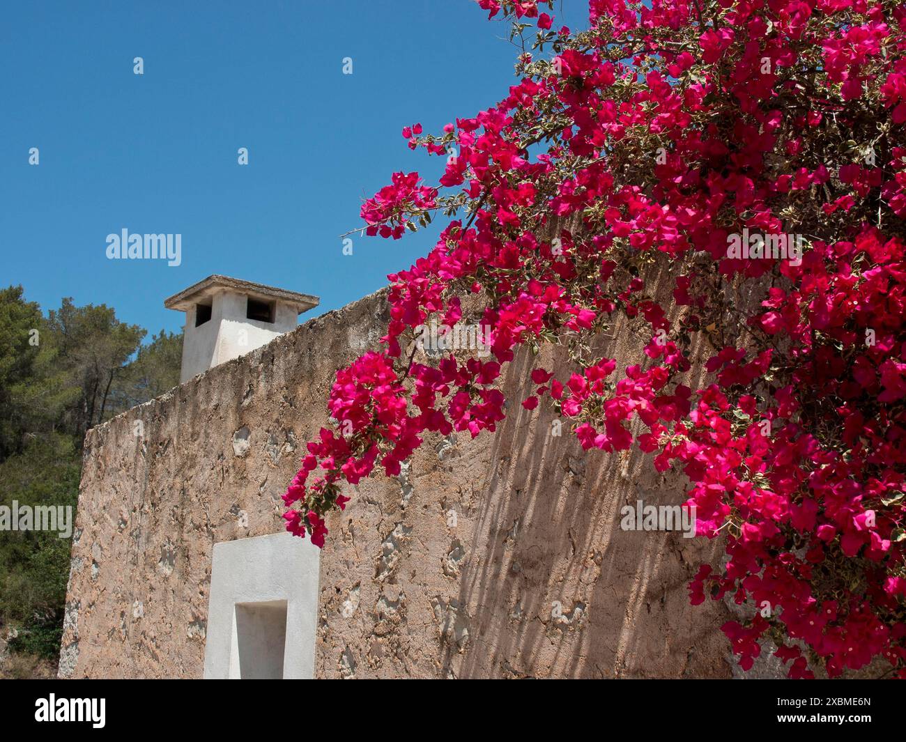 Altes Gebäude mit rosafarbenen Blumen, die vor einem klaren blauen Himmel hängen, ibiza, mittelmeer, spanien Stockfoto