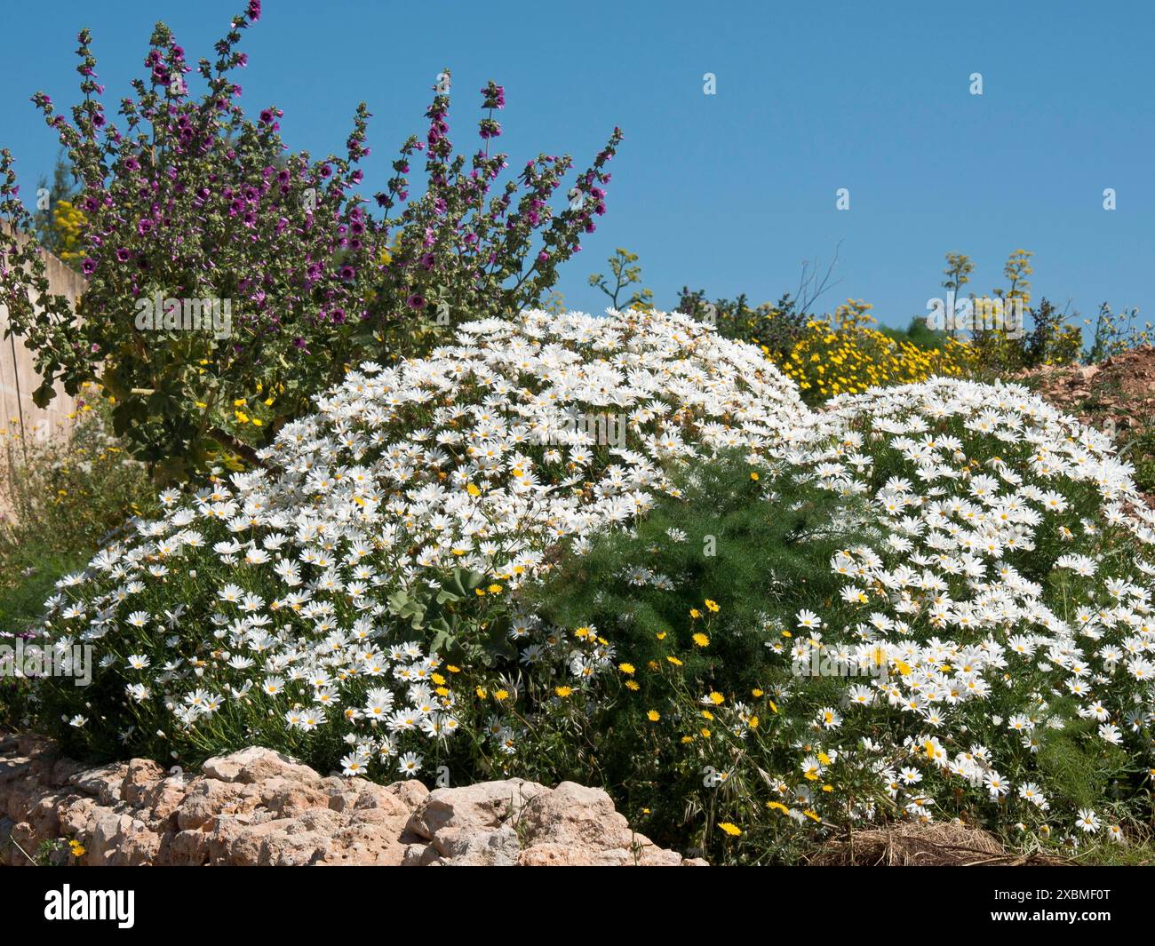 Gruppe weißer Blumen in einer farbenfrohen Landschaft mit blauem Himmel, Gozo, Mittelmeer, Malta Stockfoto
