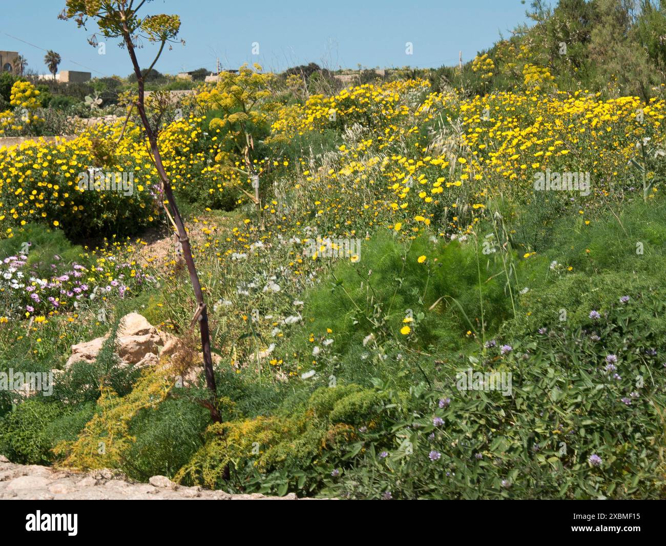 Ein riesiges Blumenfeld mit überwiegend gelben Blüten und grünen Pflanzen unter einem klaren blauen Himmel, Gozo, Mittelmeer, Malta Stockfoto