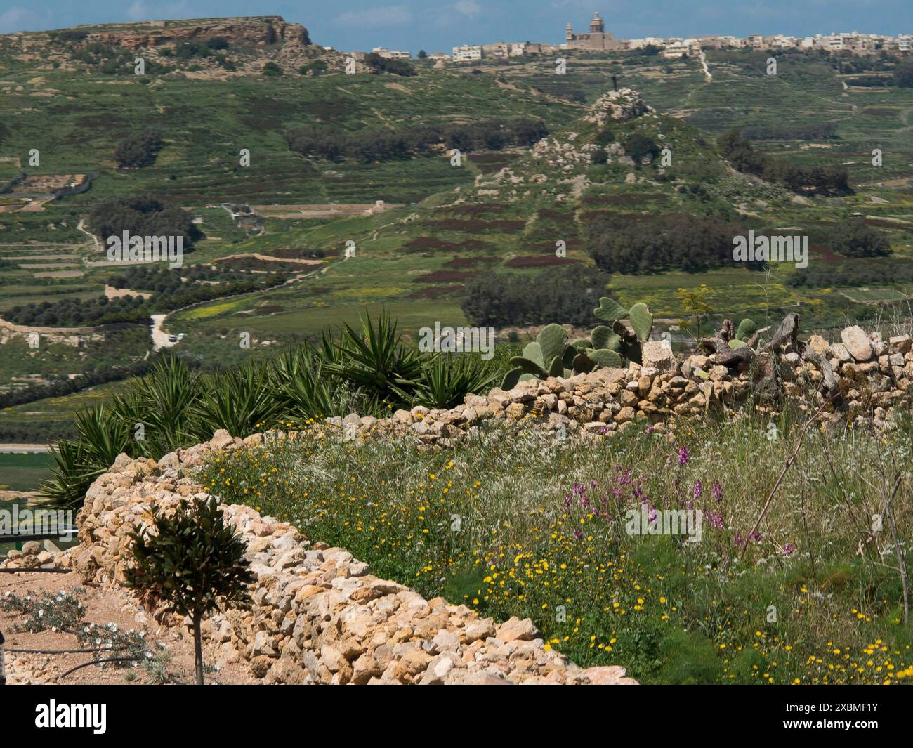 Landschaft mit Steinmauern, Vegetation und ausgedehnten grünen Wiesen, gozo, mittelmeer, malta Stockfoto