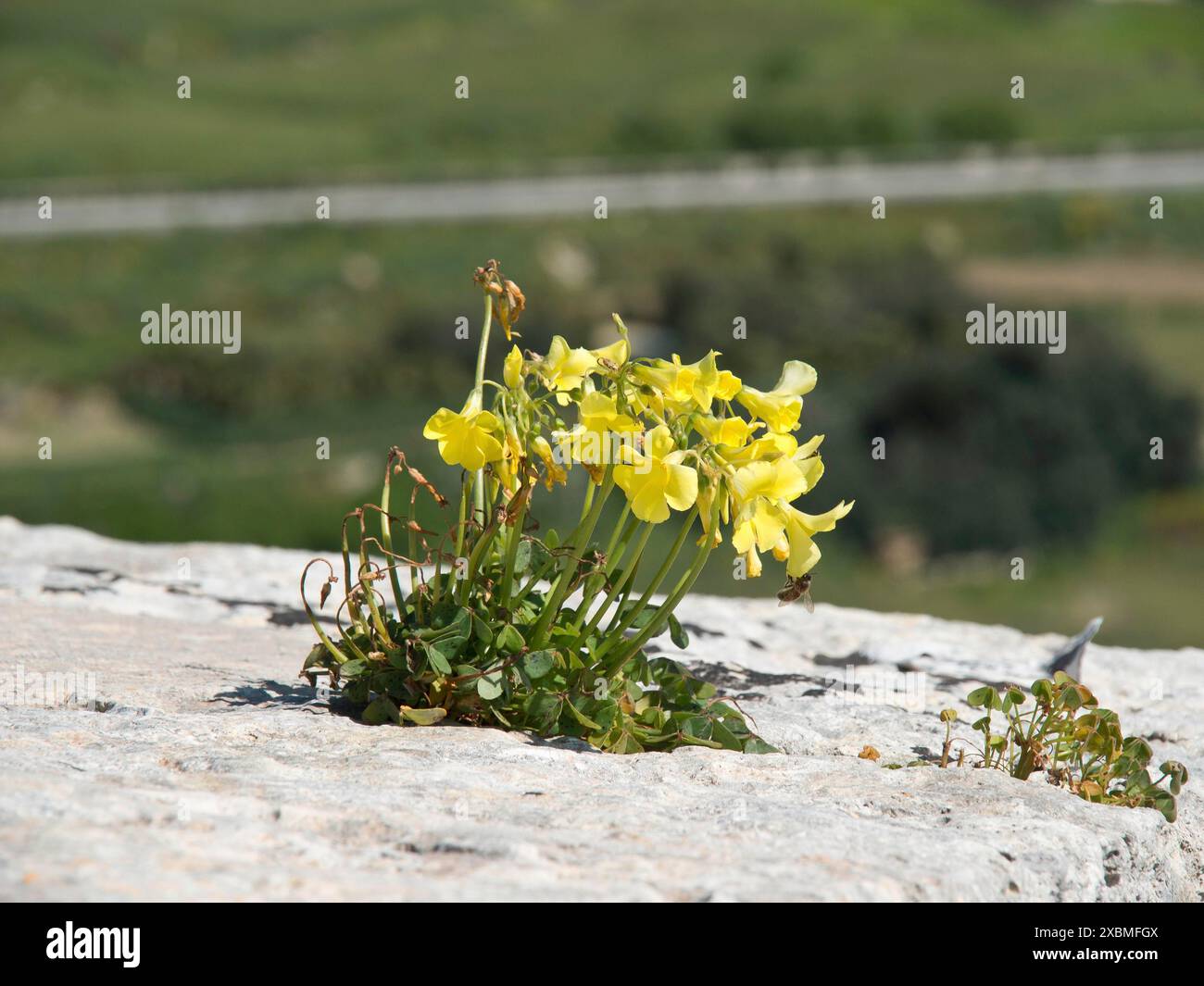 Eine Gruppe von gelben Blumen, die zwischen Felsen in einer natürlichen Landschaft wachsen, mdina, mittelmeer, Malta Stockfoto