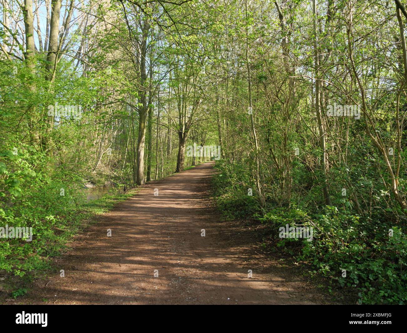 Ein Waldweg, gesäumt von saftig grünen Bäumen und Sträuchern, lädt Sie zu einem ruhigen Spaziergang in der Frühlingswelt in metelen, westfalen, deutschland, ein Stockfoto