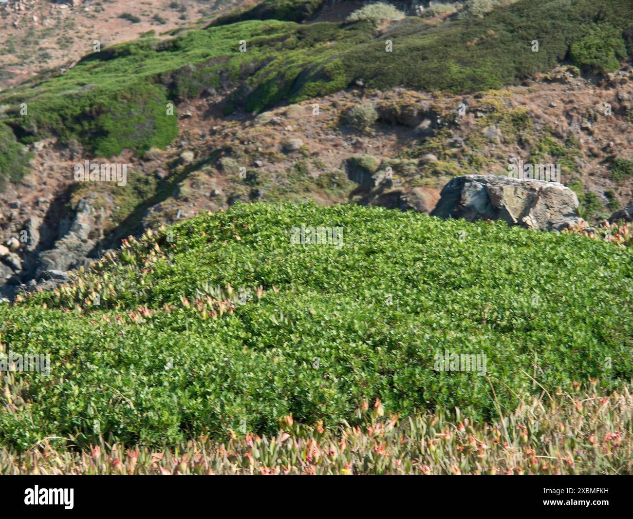 Grüne Pflanzen auf hügeligem, felsigem Gelände in einer trockenen Landschaft, ajaccio, korsika, frankreich Stockfoto