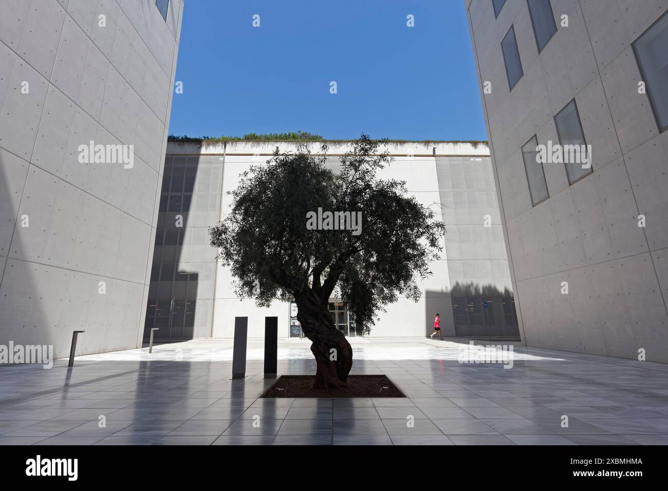 Alter Olivenbaum zwischen moderner Betonarchitektur, Silhouette, kulturelles Zentrum der Stavros Niarchos Stiftung, Architekt Renzo Piano Stockfoto