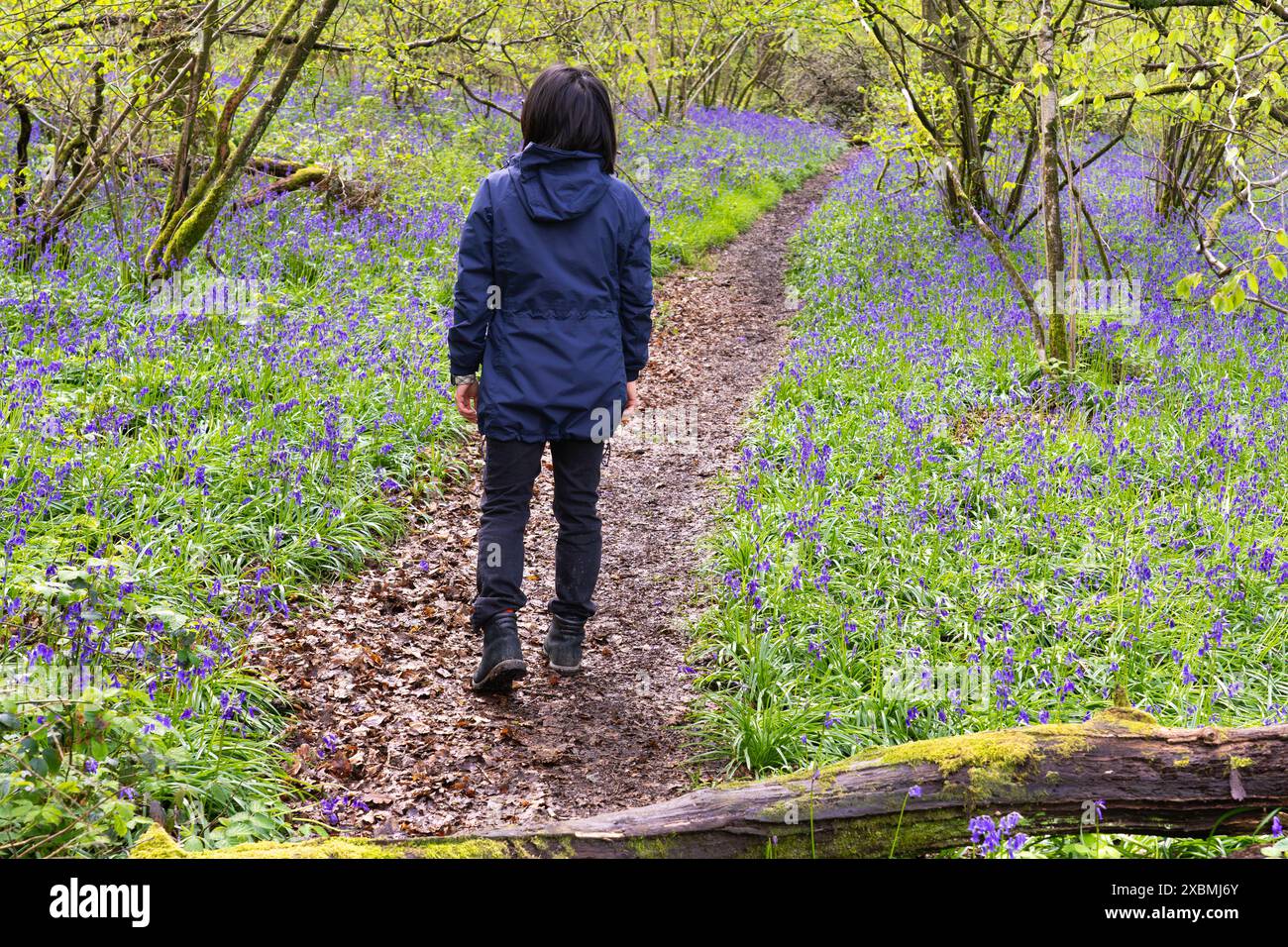 Frau, die durch violette Blumenglätter (Hyacinthoides non-scripta) eines Blumenglätchens auf dem Ellisfield and Moundsmere Walk in Hampshire, England geht Stockfoto