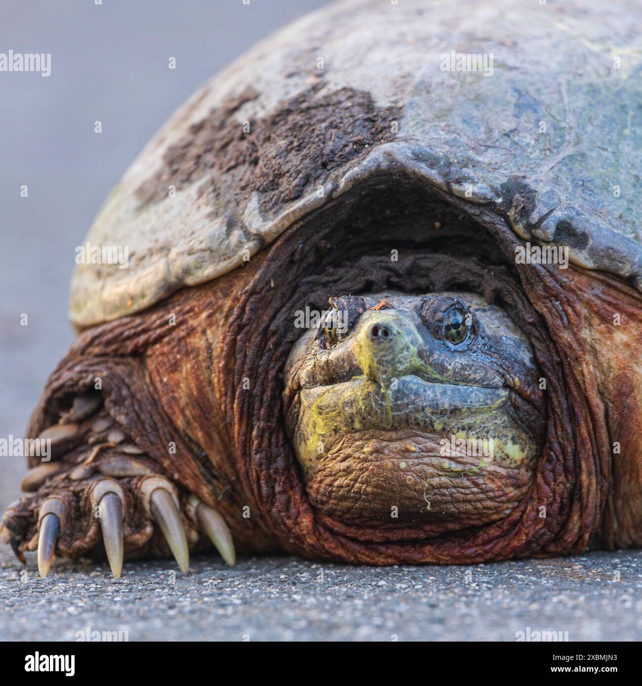 Riesige, Gemeine Schnappschildkröte Stockfoto