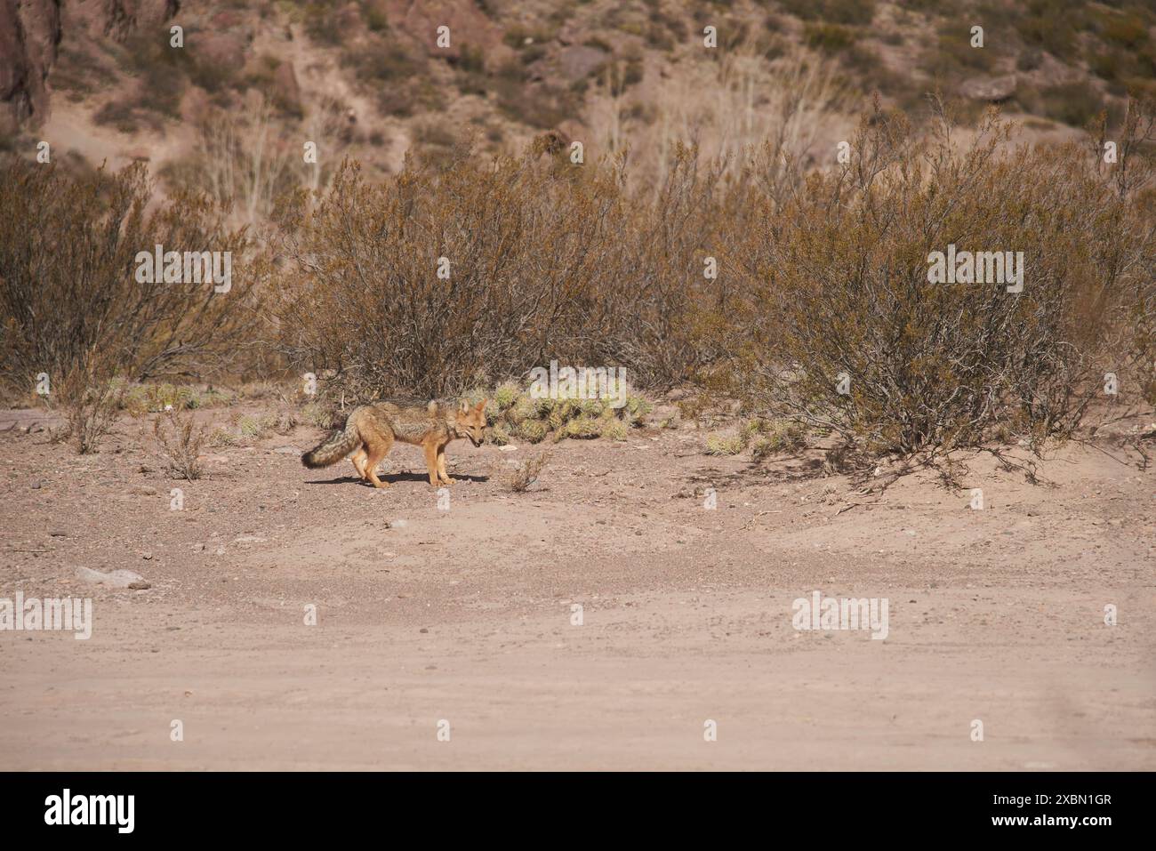 Culpeo, Lycalopex culpaeus, auch bekannt als Rotfuchs, Andenfuchs oder Paramo-Wolf, eine Art südamerikanischer Fuchs, der in der Region Potrerillos der Männer vorkommt Stockfoto
