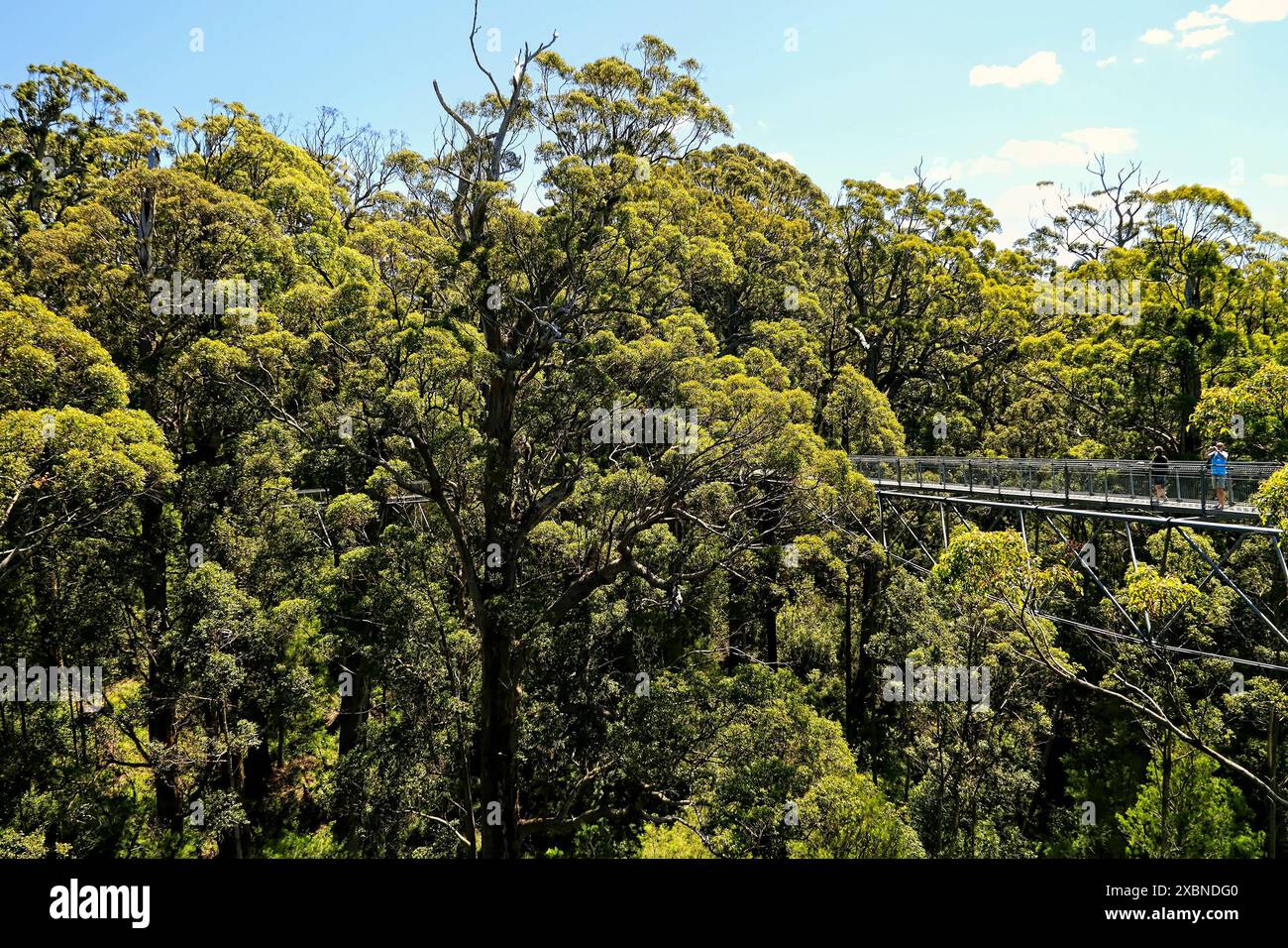 Valley of the Giants Tree Top Walk, Walpole-Nornalup National Park, Südwest-Australien Stockfoto