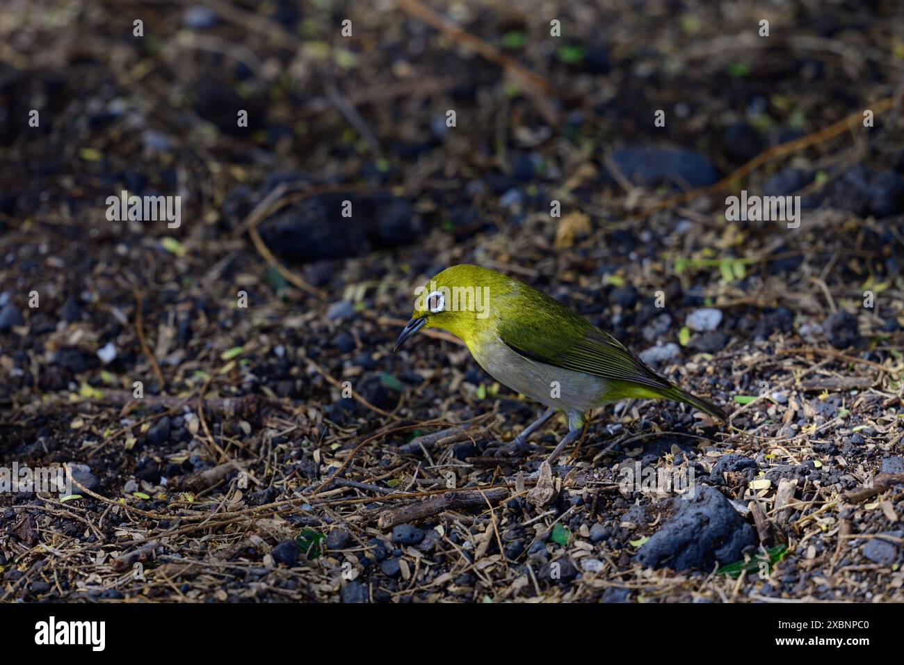 Ein japanisches Weißauge, ein gewöhnlicher Vogel auf Hawaii. Stockfoto