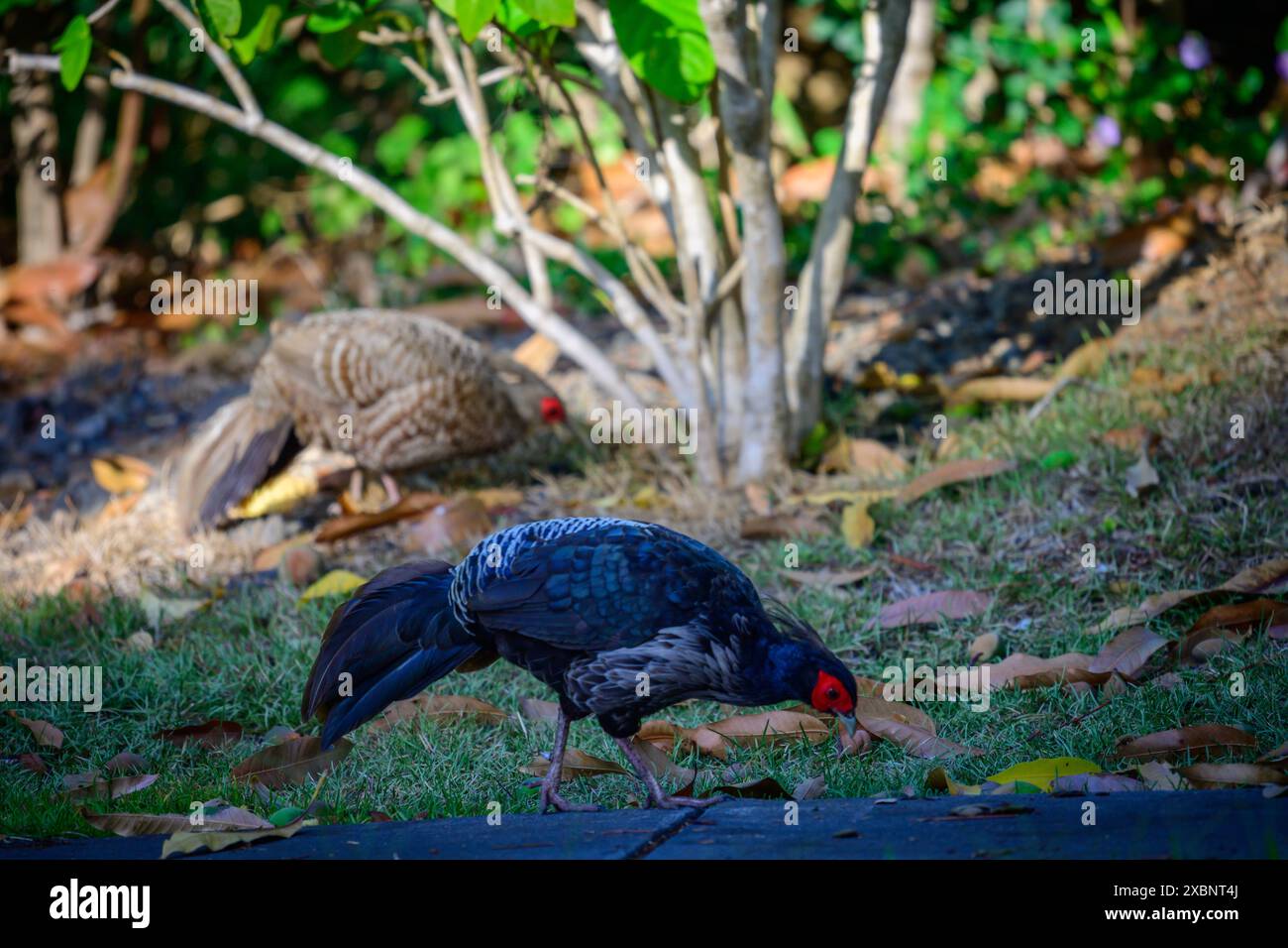 Wilde Fasane auf Hawaii Big Island. Stockfoto