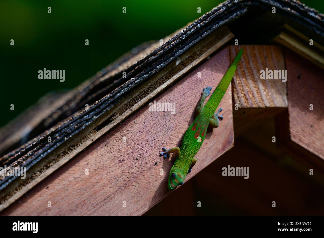 Ein hawaiianischer Gecko, der auf einer künstlichen Struktur klettert. Stockfoto