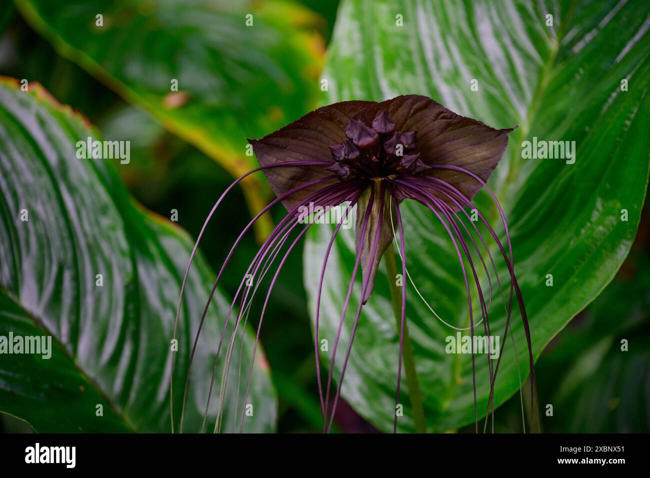 Die erstaunliche schwarze Fledermausblüte. Stockfoto