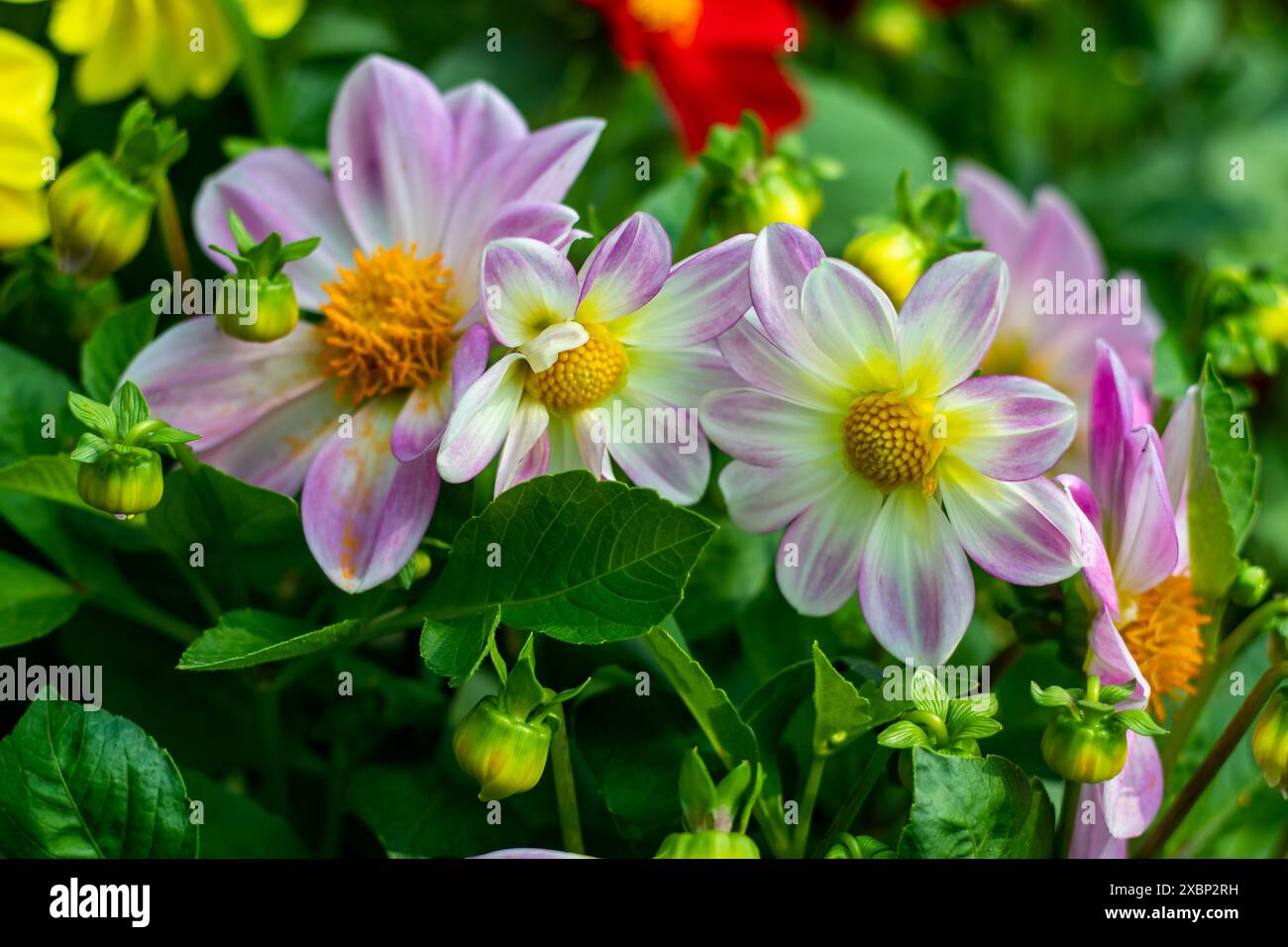 Dahlienknollen sind die perfekte Lösung, um trockene, sonnige Stellen in Ihrem Garten mit schönen Blüten den ganzen Sommer über zu füllen. Dahlien sind leicht zu erreichen Stockfoto