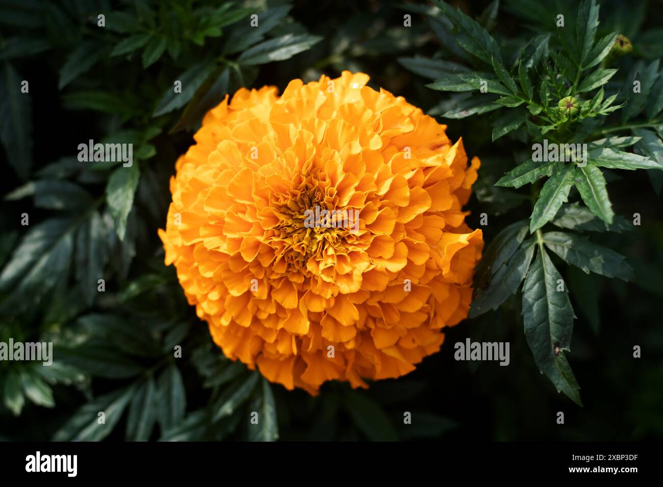 Ringelblumen sind farbenfrohe, anpassungsfähige Blumen, die Gärten und Häusern Schönheit und Nützlichkeit verleihen. Marigold ist die häufigste Blume in Asien Stockfoto