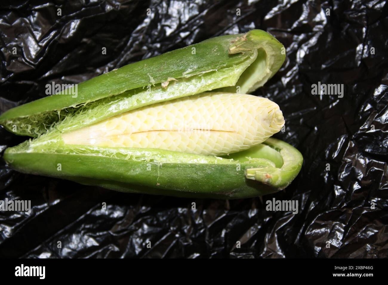 Weiße Kronenblume (Calotropis gigantea) Samenkorn aufgeschnitten. Fisch schuppenartige weiße unreife Samen sichtbar : (Pixel Sanjiv Shukla) Stockfoto