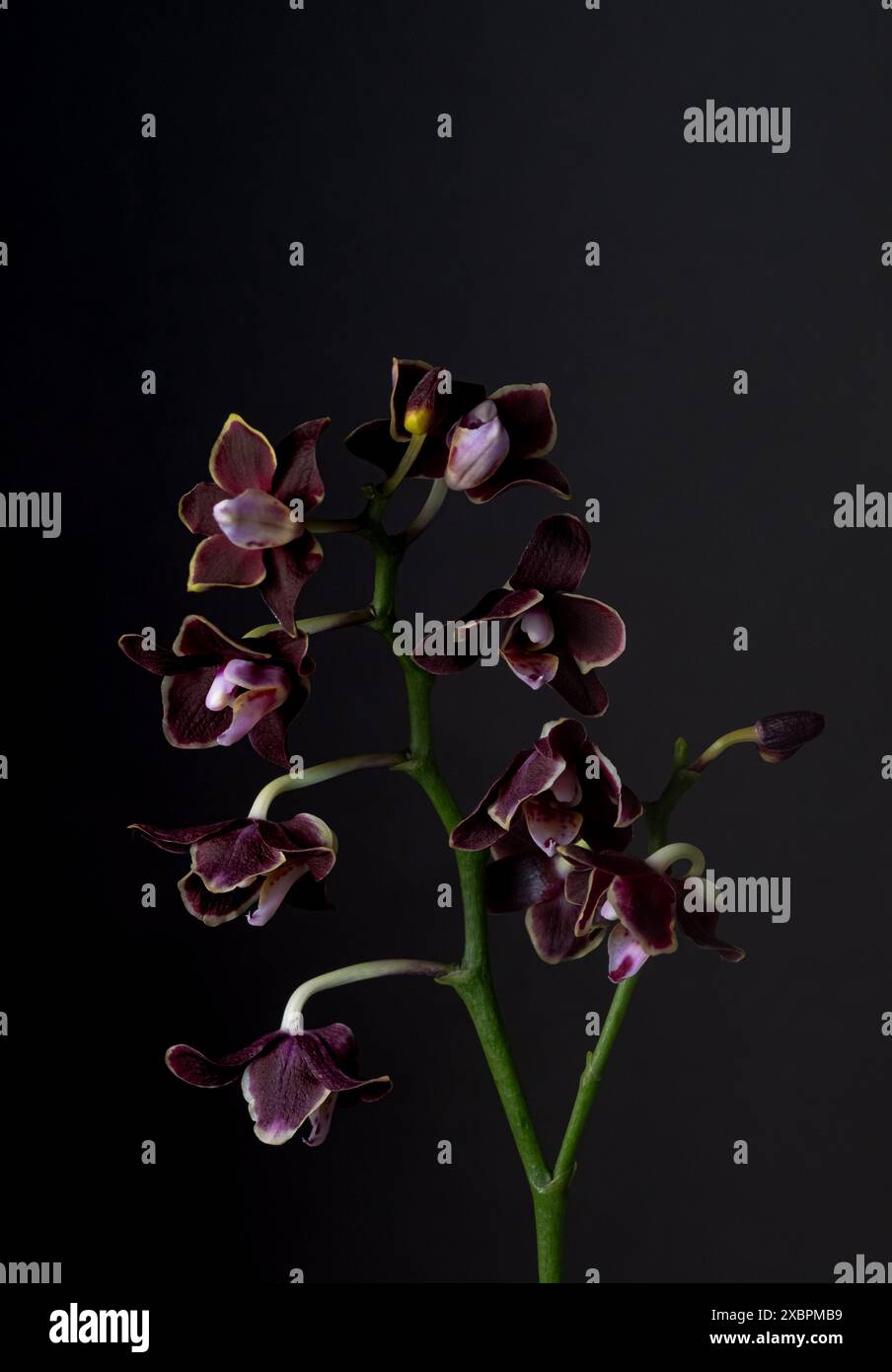 Atemberaubende dunkelrote lila Orchidee auf schwarzem Hintergrund, die die zarte und exotische Schönheit der Blume in einem dramatischen, minimalistischen Stil zeigt. Extrem Stockfoto