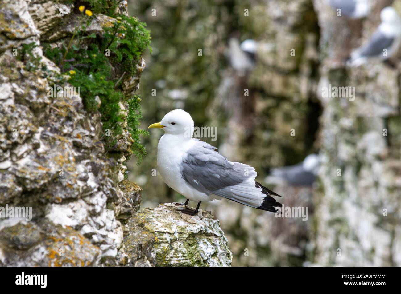 Ein Kittiwake (Rissa tridactyla) auf einem Felsvorsprung im RSPB Bempton Cliffs Nature Reserve, East Yorkshire, England, Großbritannien Stockfoto