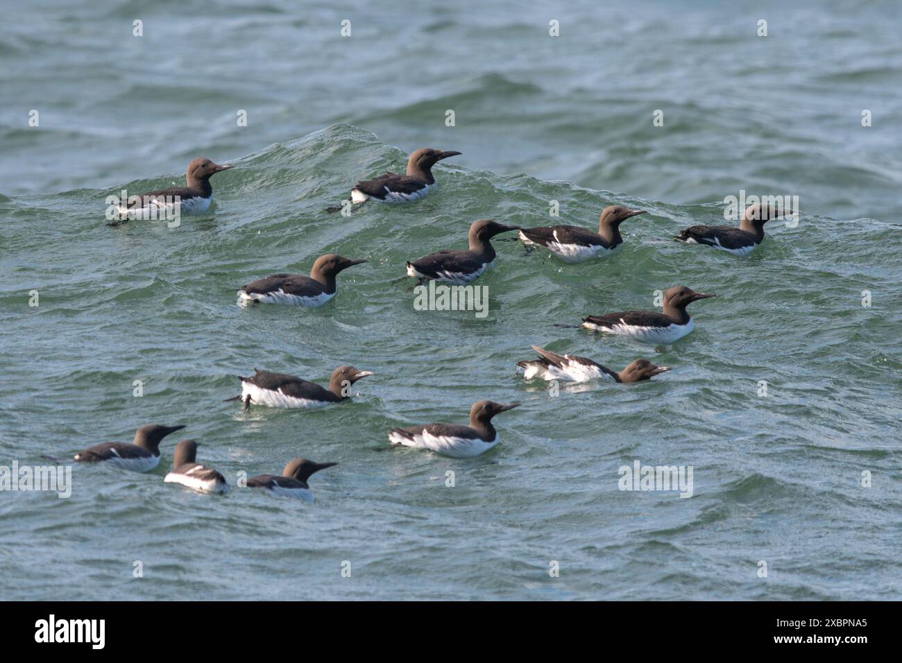 Guillemot Birds (Uria aalge) Seevögel Guillemot Birds on the Sea nahe RSPB Bempton Cliffs Nature Reserve, East Yorkshire, England, UK Stockfoto