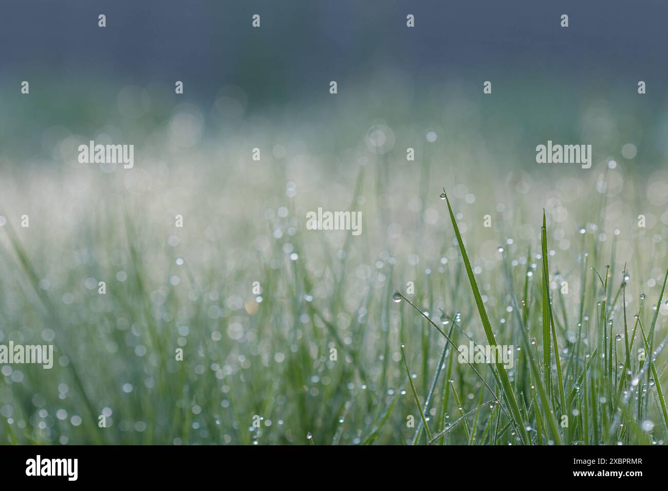 Morgentau auf grünem Gras mit verschwommenem Bokeh-Hintergrund Stockfoto