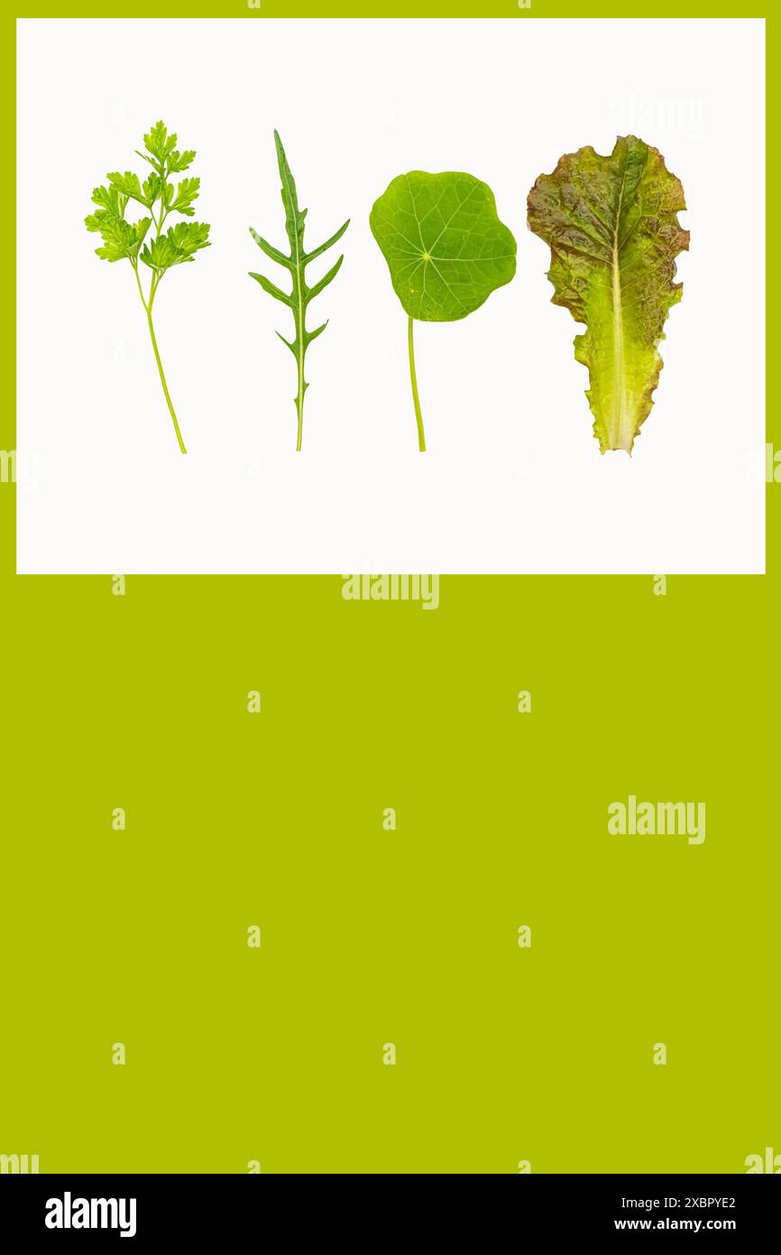 Eine Auswahl an frischen grünen Blättern - Petersilie, Rucola, Kapuzinerkresse, Salat auf weißem Hintergrund. Perfekt für botanische und kulinarische Themen. Vorlage Stockfoto