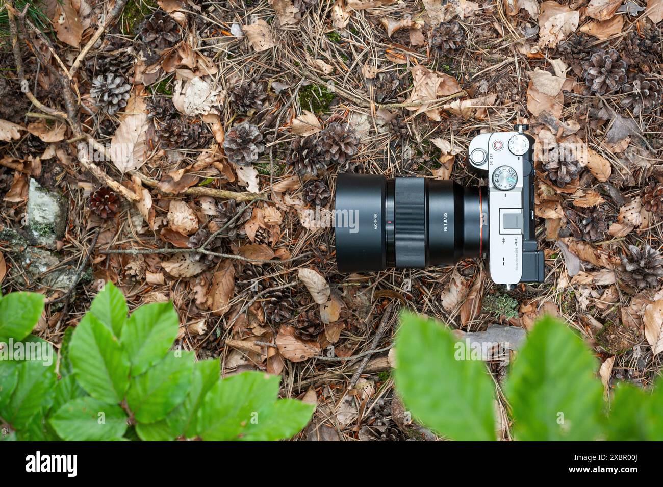 Die spiegellose Kamera A7c von Sony mit 85-mm-Objektiv liegt auf Laub im Wald Stockfoto