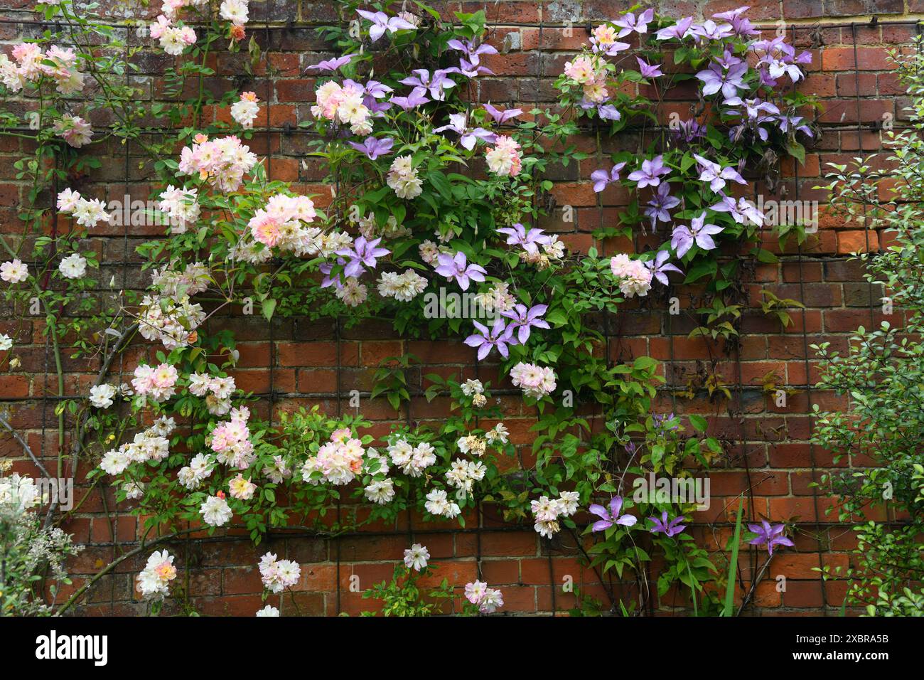 Rose und Clematis kletternde Ziegelwand Stockfoto