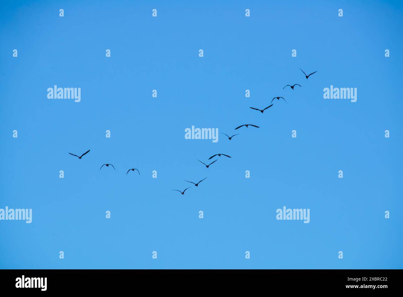 Eine Herde von Ibisen, die in Formation fliegen. Stockfoto