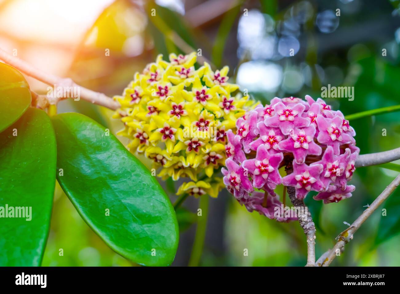 Leuchtendes Pink Gelb Sukkulent Wachs Pflanzenblumen Hoya wayetii. Stockfoto