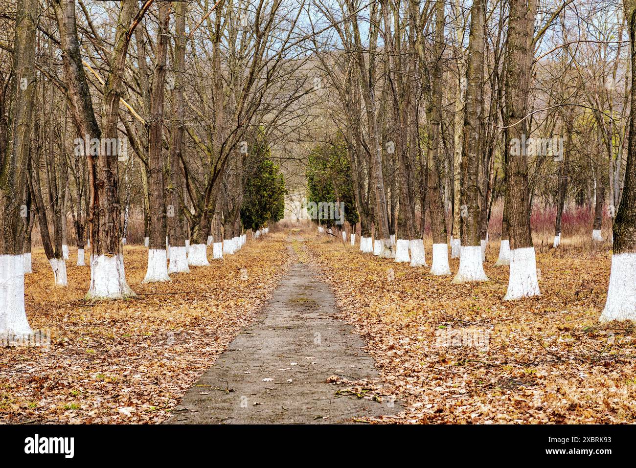 Im Herbstpark schlossen gefallene Blätter den Boden Stockfoto