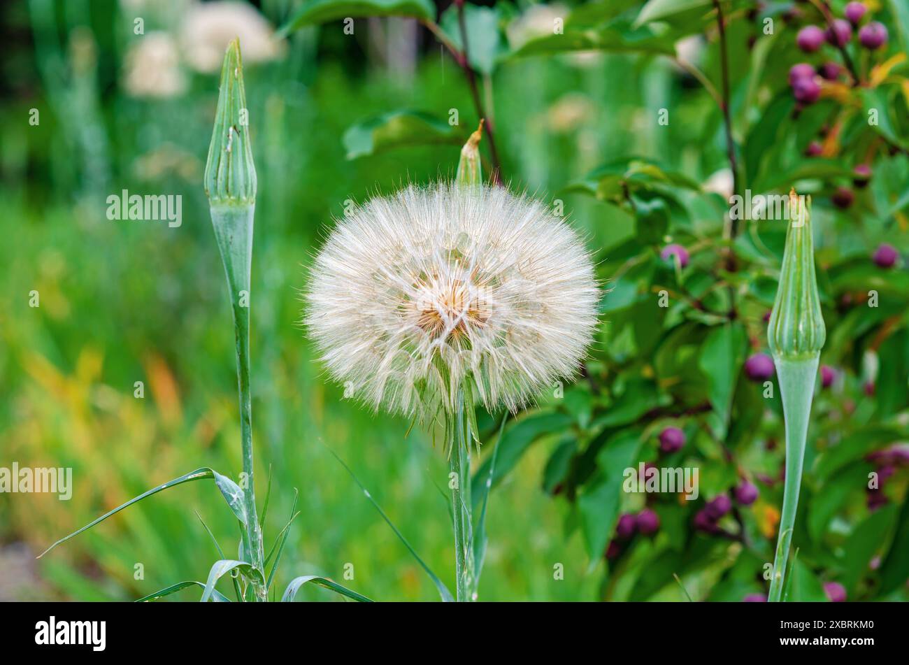 Große Kugel Tragopogon dubius auf einem Rasen auf grünem Hintergrund Stockfoto