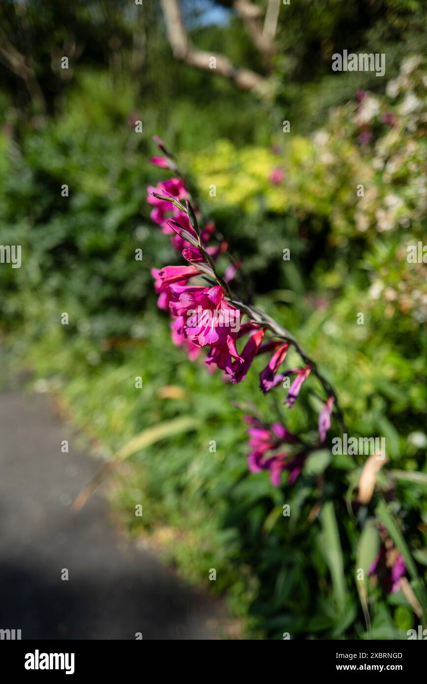 Gladiolen. Gladiolus communis subsp. Byzantinus wächst in einem Garten in Großbritannien. Stockfoto