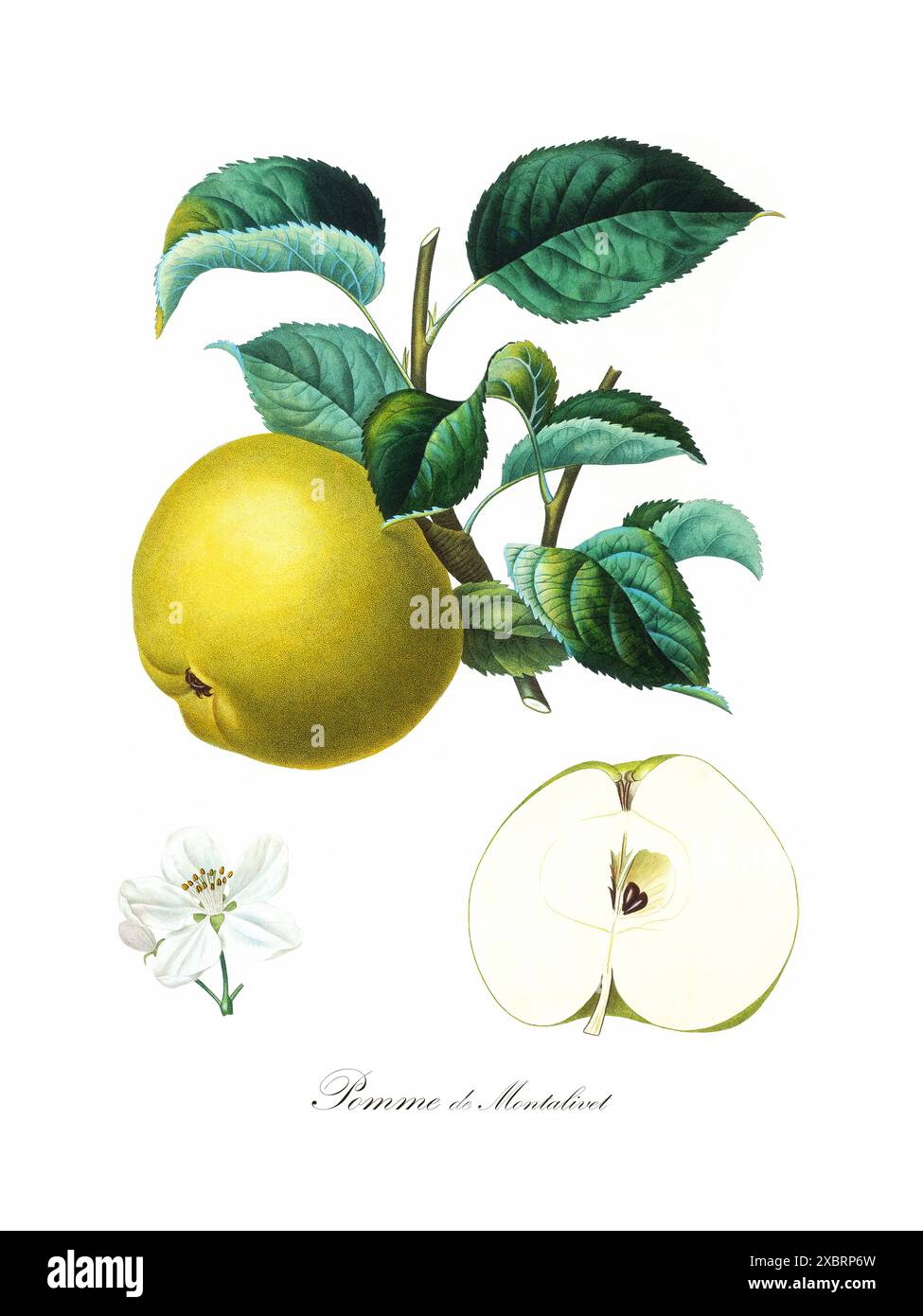 Bunte botanische Vintage-Illustration des gelben Apfelbaums Pomme de Montalivet aus dem französischen Buch «Pomologie Francaise», 1846, von Pierre-Anto Stockfoto