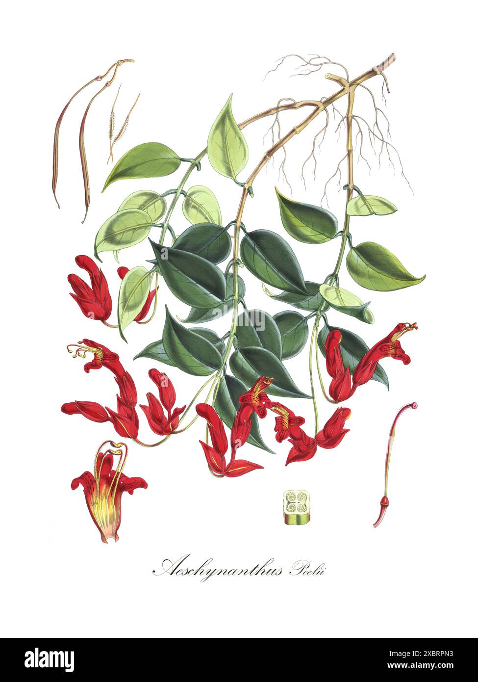 Bunte botanische Vintage-Illustration von Aeschynanthus Peelii (Lippenstiftpflanze) aus Illustrationen von Himalaya-Pflanzen (1855) von Walter Hood Fitch Stockfoto