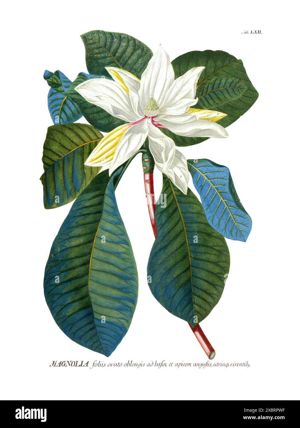 Bunte botanische Vintage-Illustration des blühenden weißen Magnolienbaums von Christoph Jakob Trew, 1700er Jahre Stockfoto