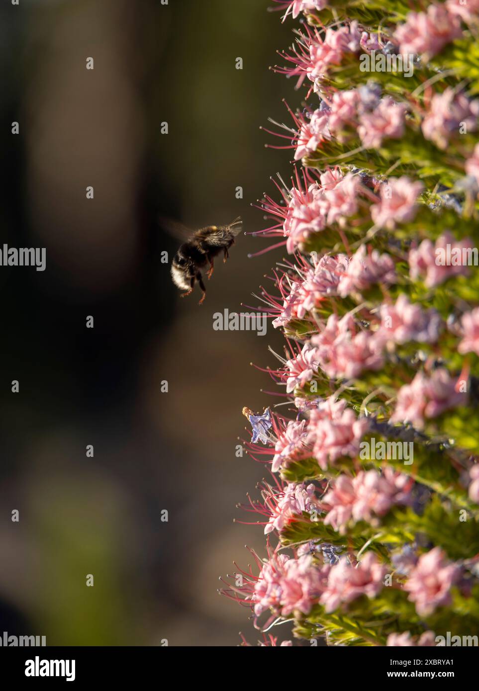 Bienen suchen Nektar, Tajinaste oder Taginaste Blume, Gattung Echium, endemisch auf den Kanarischen Inseln, Spanien Stockfoto