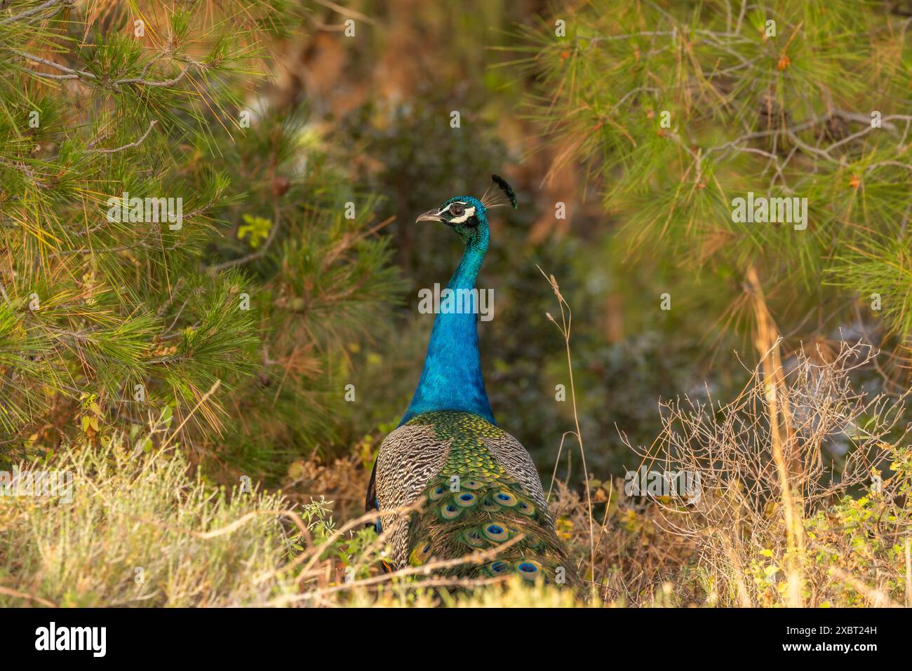 Pfau Stockfoto