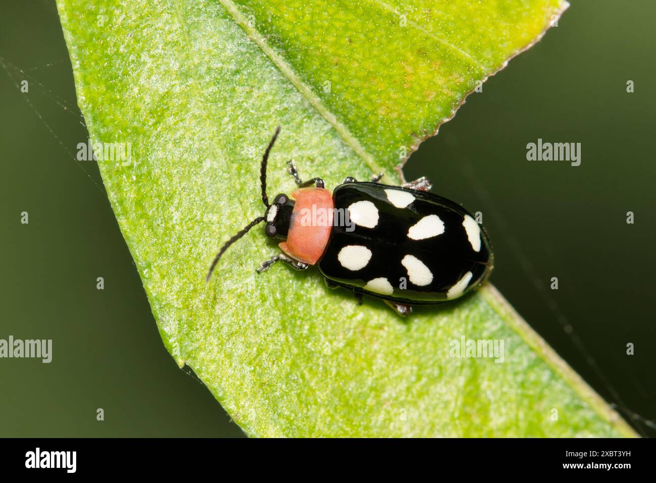 Achtfleckiger Flohkäfer (Omophoita cyanipennis) Insekten auf Blatt Natur Schädlinge bekämpfen Landwirtschaft. Stockfoto