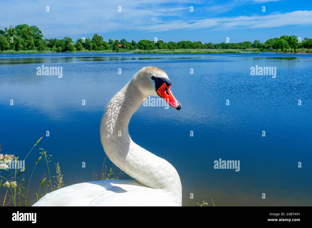 Der Schwanenkopf ist elegant geschwungen, der Blick blickt in die Kamera. Porträt eines weißen Schwans auf blauem Teich Stockfoto