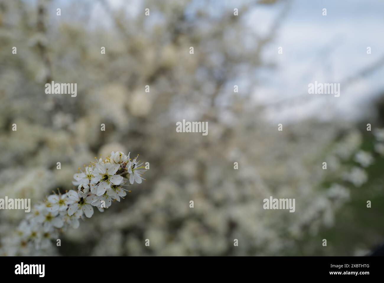 Nahaufnahme der Weißdornblume Stockfoto