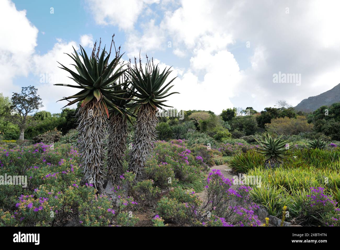 Kirstenbosch National Botanical Garden, Kapstadt, Südafrika Stockfoto
