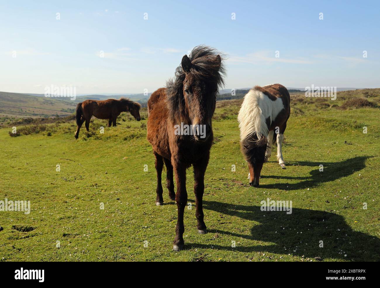 Dartmoor Ponys Stockfoto