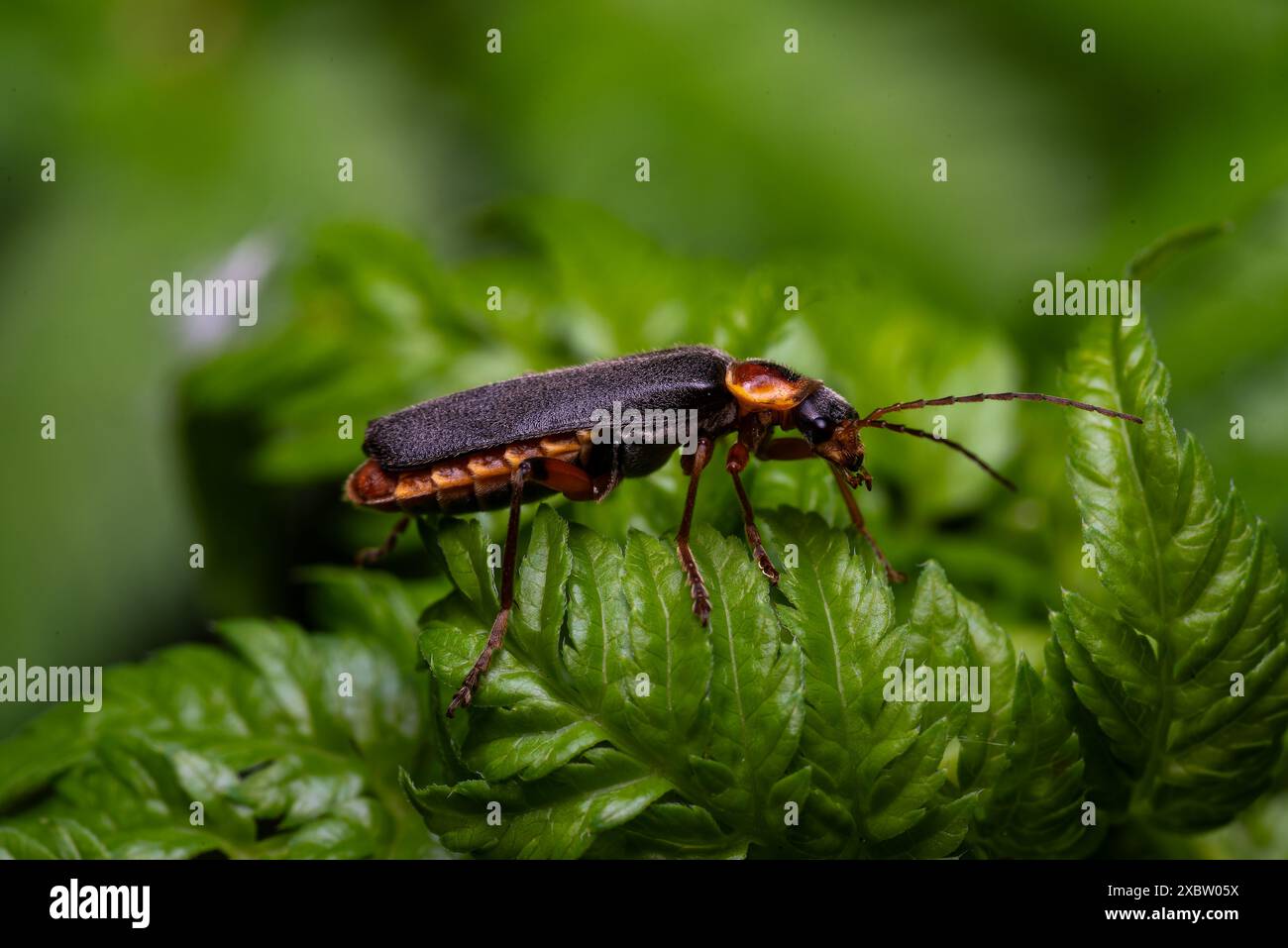 Makroaufnahme eines Insekts mit detaillierter Körperstruktur, zusammengesetzten Augen und feinen Texturen, Naturfotografie im scharfen Fokus Stockfoto