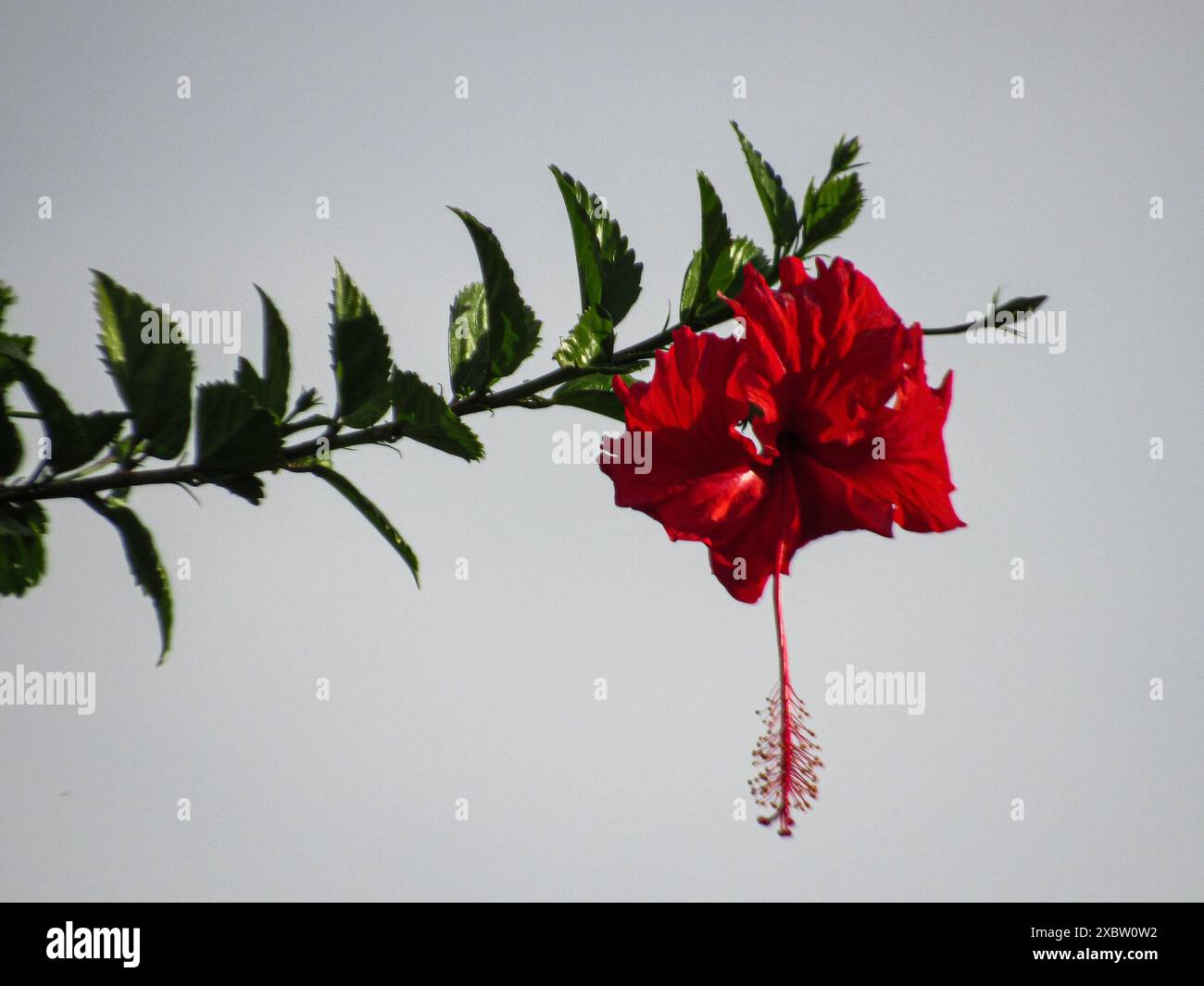 An der Spitze des Zweiges, voller grüner Blätter, befindet sich eine Hibiskusblüte mit roten Blüten und Kern und einem großen hängenden Karpel. Stockfoto