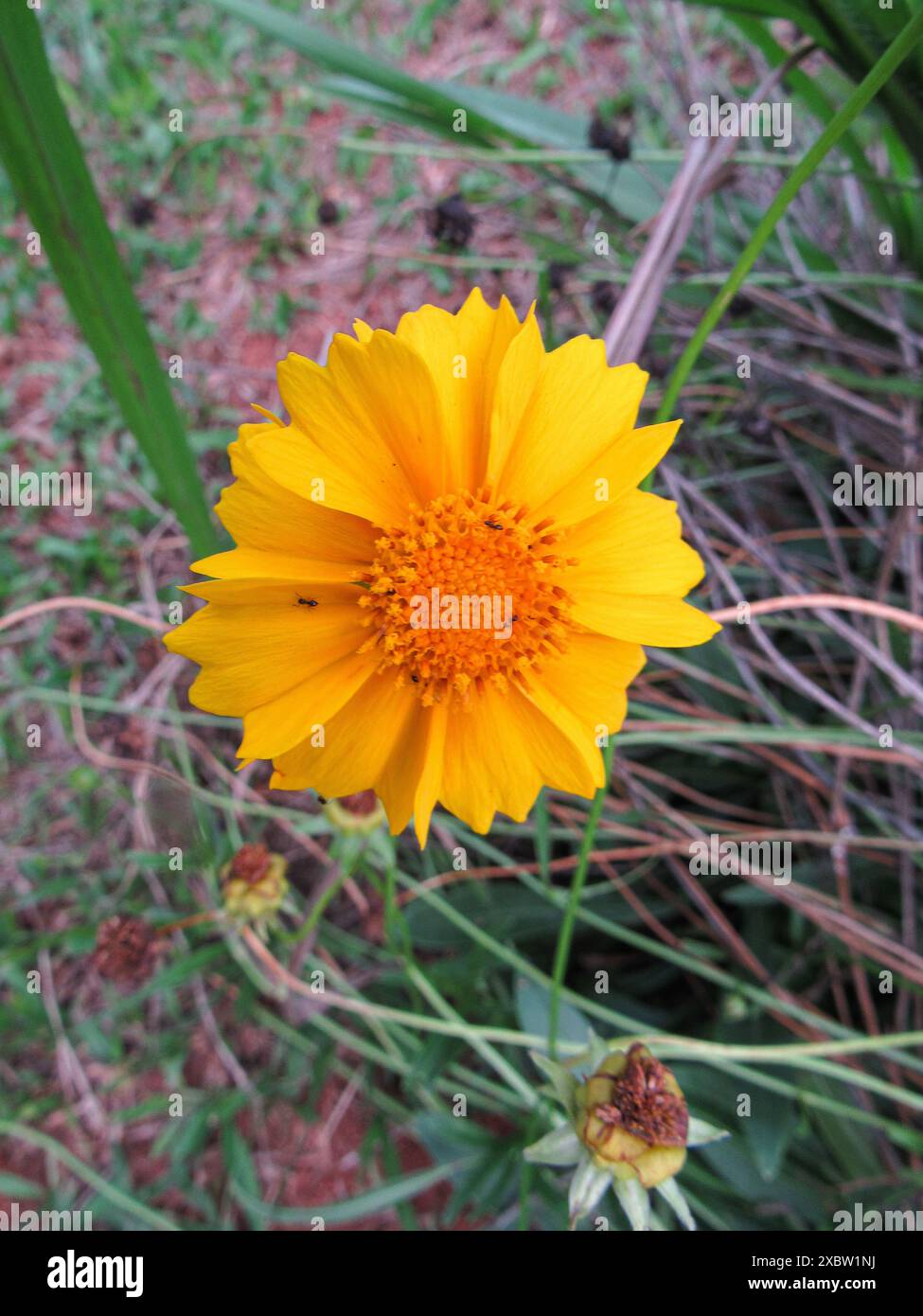 Cladanthus ist eine Art der Blume aus der Familie der Sonnenblumen. Gelbe Blume, Insekten sitzen auf den Blütenblättern. Stockfoto