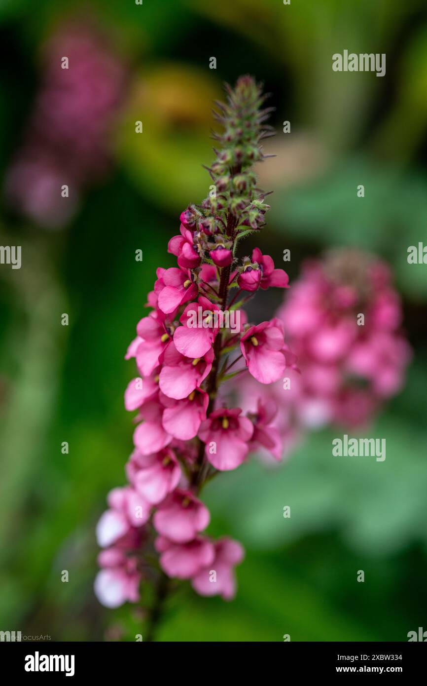 Diascia rigescens Eine ausbreitende halbimmergrüne Staude. Stockfoto