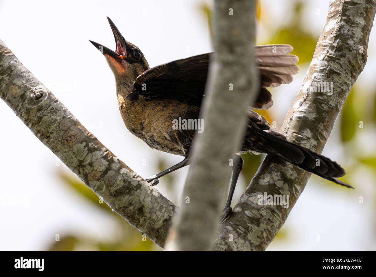 Weibliches Boot-Tail-Grackle, das einen anderen Vogel in Palm Beach County, Florida, anquasst. (USA) Stockfoto