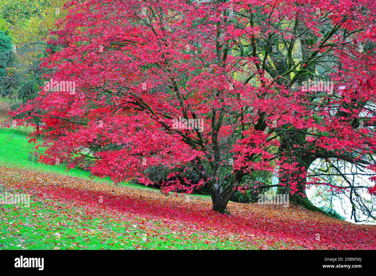 Wunderschöne Herbstfarben und Reflektionen der roten Blätter von Acer in Lake, Stourhead Garden, Stourton, Warminster, Wiltshire, England, Großbritannien Stockfoto