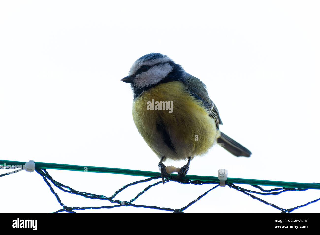 Makrofoto eines farbenfrohen Vogels mit detaillierten Federn und natürlichem Licht, Bild der Natur mit lebendigem Gefieder und feiner Textur Stockfoto