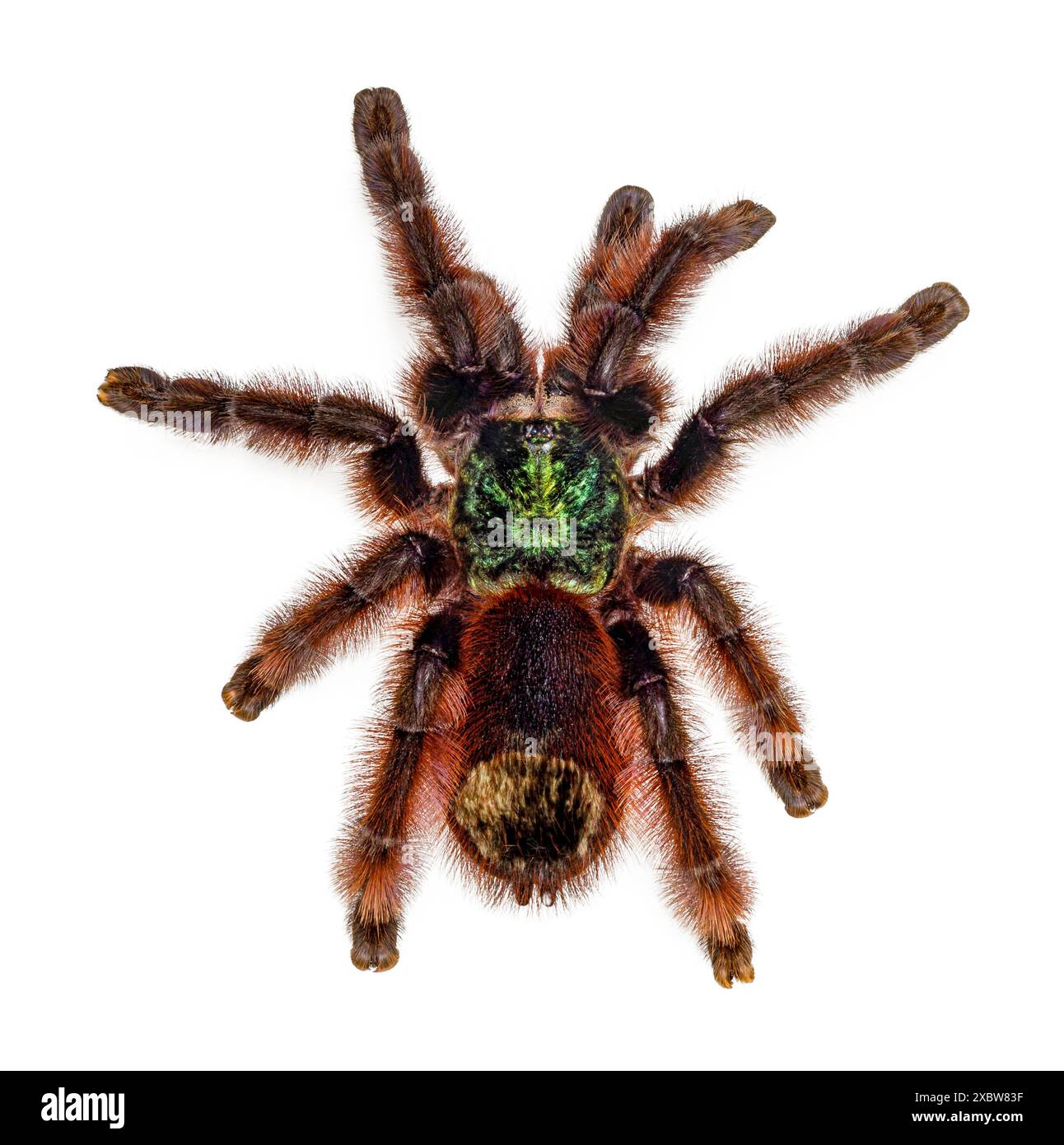 Bunte Caribena versicolor auch bekannt als Antilles Pinktoe Tarantel. Draufsicht, isoliert auf weißem Hintergrund. Stockfoto